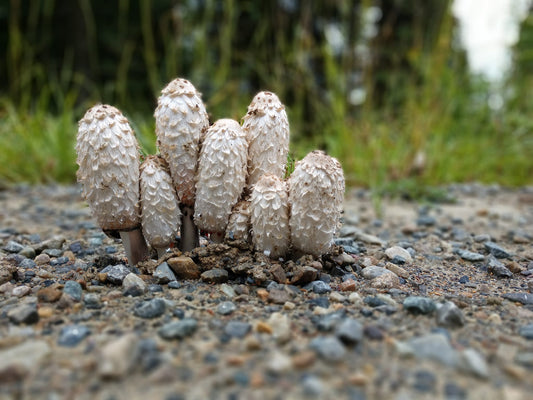 The Meaningful Marketplace Podcast x High Country Fungus